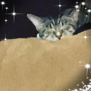 Meet your Posher, Alivia